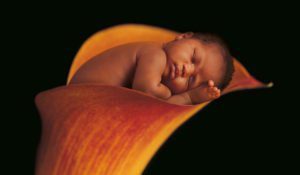 Anne Geddes Tulip Baby